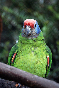 papuga, ptak, kolorowe, pióro, Tropical, egzotyczne, zielony