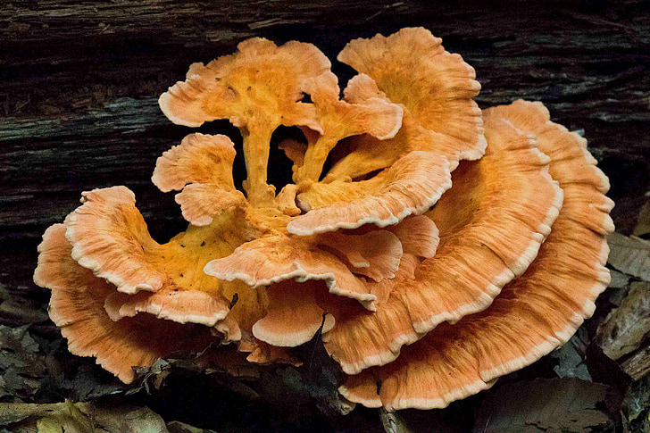 sieni, Woods, New Jerseyssä, sieni, Metsä, luonnollinen, Luonto