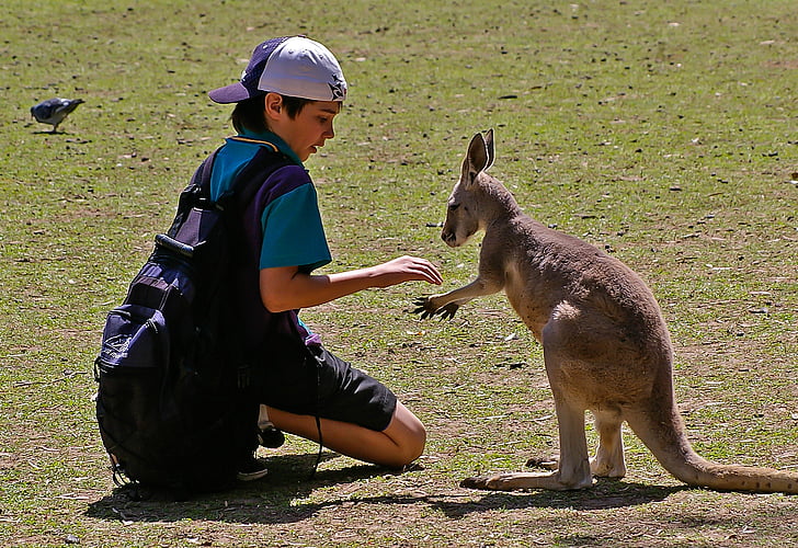meeting, encounter, boy, schoolboy, wallaby, kangaroo, friendship