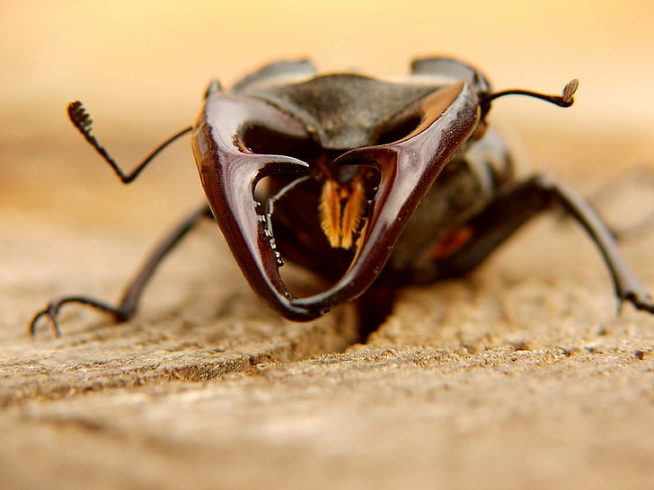los escarabajos, animales, insectos, Rhino, cuernos, enfoque selectivo, arena