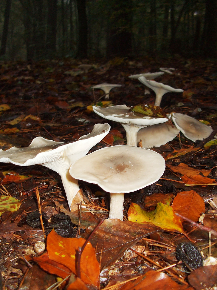 mushrooms, hexenring, autumn, leaves