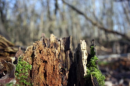 루트, 나무 썩 음, 트리 루트, 오래 된, 자연, 모스