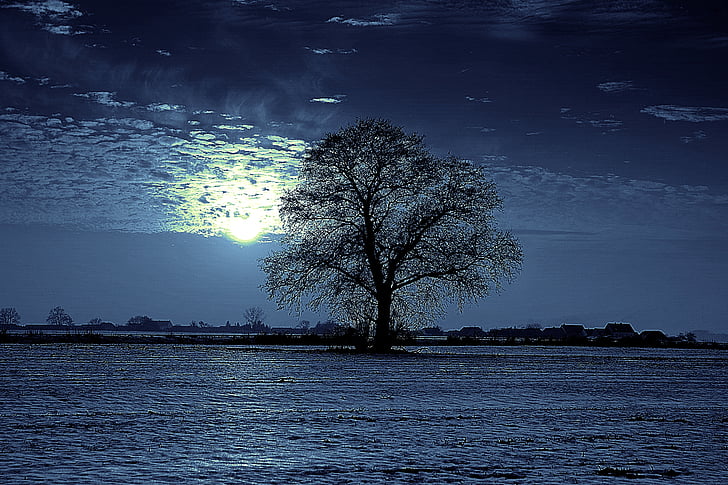 drzewo, noc, Księżyc, blask, samotny, pole, śnieg