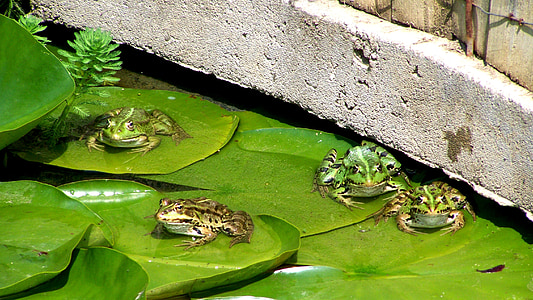 frog, garden pond, water lily leaves, nature, green