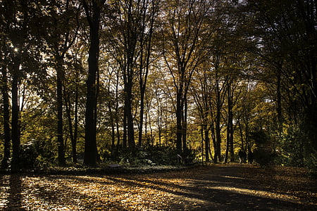 rudenį, medžiai, Auksinis ruduo, miško, kelio, Gamta