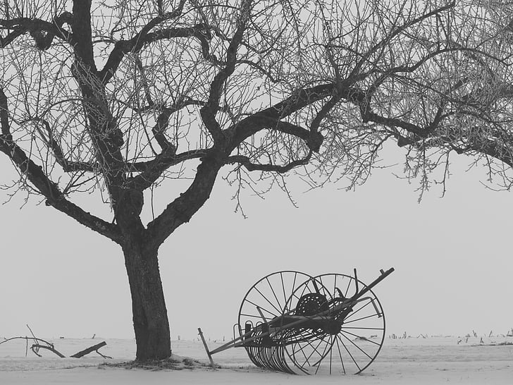 Inverno, árvore, Kahl, neve, ainda vida, condicionadoras de feno, agricultura