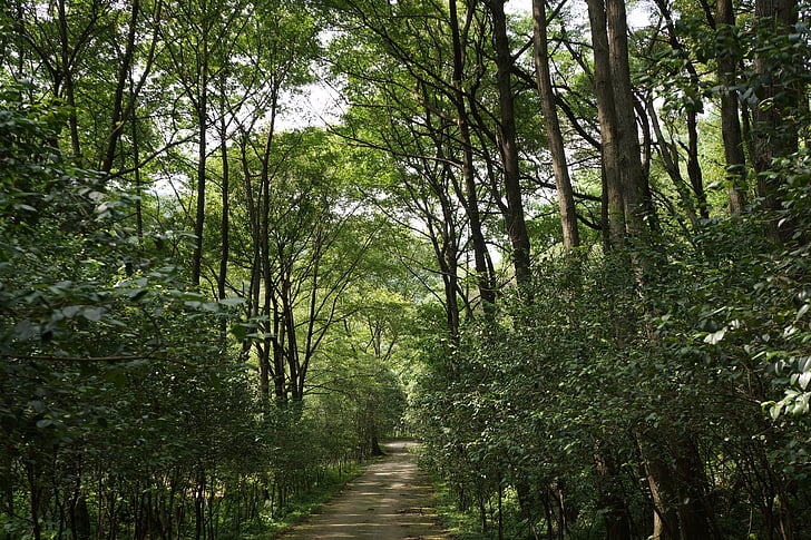 rừng, tự nhiên, màu xanh lá cây