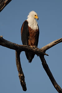 Orlovec říční, pták, Adler, Botswana