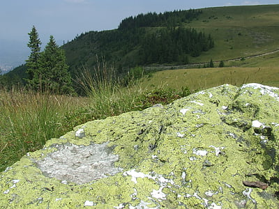 klints, zúzmó, daba, priede, Cathy r kalni, Transilvānijā