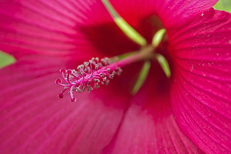 hibiscus, pink, flower, stamen, pollen, plant, blossom