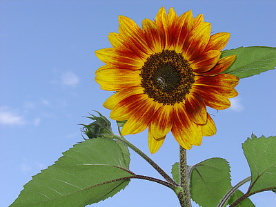 sun flower, pollination, summer, blossom, bloom, sunflower, nature