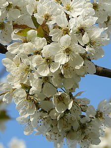 春天, 花, 白色, 花粉, 樱桃, 自然, 花园