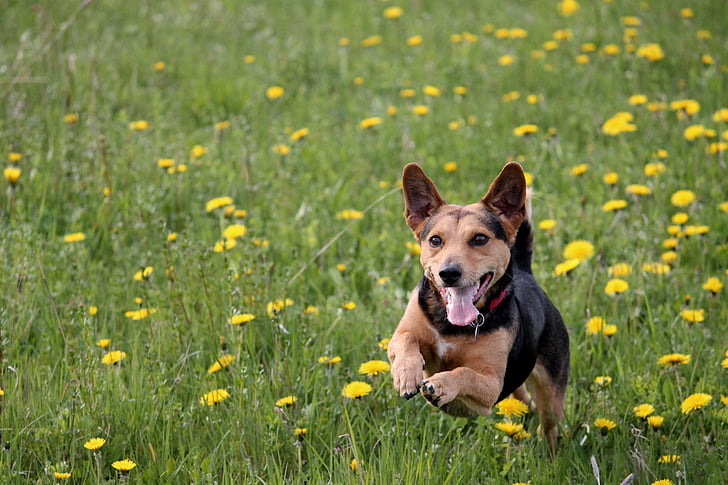 dog, meadow play, race, fun, action, romp, run