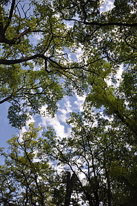 PPT bakgrunder, stora träd, blå himmel, träd, naturen, skogen, Utomhus