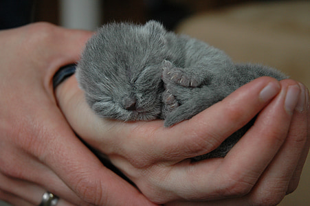 кішка, кошеня, кішки, похмілля, Британська короткошерста, новонароджених, тварини
