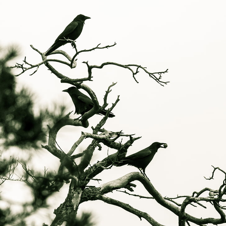 Cuervo, aves, invierno, negro, Raven ave, Kahl, Corvidae