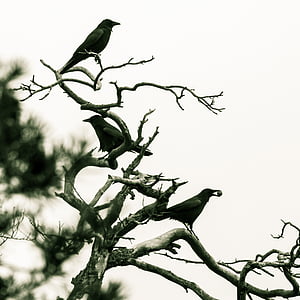kråka, fåglar, vinter, svart, Raven fågel, Kahl, Corvidae