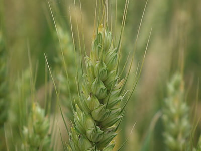wheat, close-up, plant, nature, agriculture, food, cereal Plant