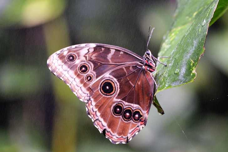Метелик, Природа, сад, Комаха