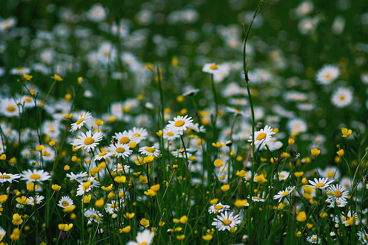alam, Aster, bunga, kuning, putih, hijau, padang rumput