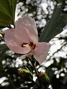 Hibiscus, Malva, Rosa, blomma