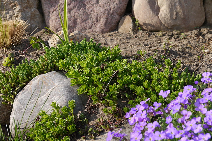 đá Sân vườn, đá, thực vật màu xanh lá cây, đóng