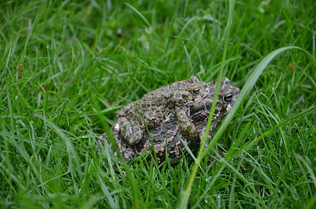 toads, grass, love, green, meadow, animal, amphibians