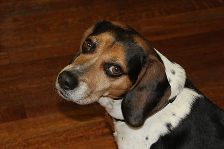 Beagle, gos, animal, animal de companyia, amic, animals de companyia, marró