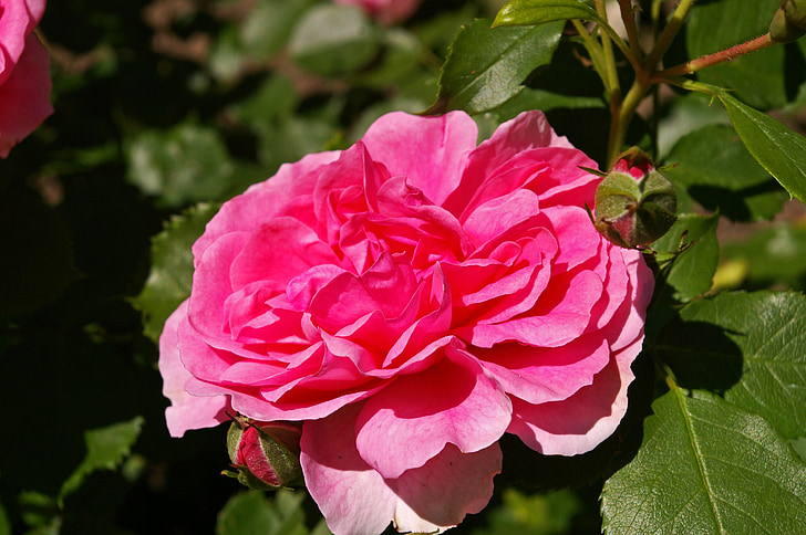 slējās, rozā roze, aromātisks rozes, rožu dārzā, zieds, Bloom, rožu ziedi