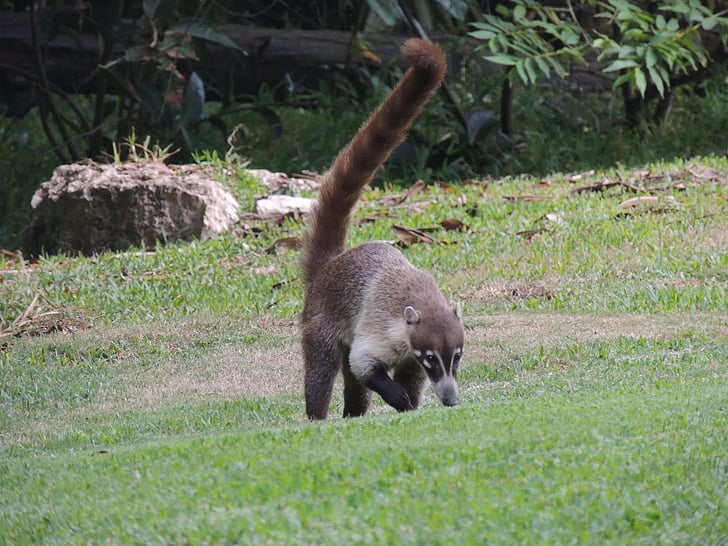Coati, бозайник, Мексико