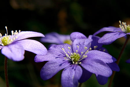 blauwe anemone, lente, bloem, voorjaar bloem, winter, onze winter, blauw