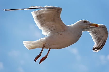 gull, bird, close, water bird, animal, sky, lake