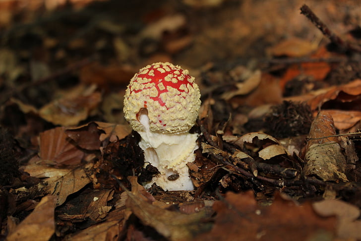 autumn, mushrooms, fly agaric, red, toxic, forest, mushroom