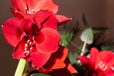 Amaryllis, червоний, цвітіння, цвітіння, квітка, завод, ботаніка