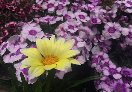 λουλούδια, λευκό, Κίτρινο, μωβ, Ντάλια, φύλλο, πράσινο
