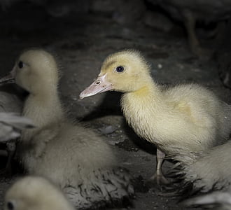 duckling, baby animals, ducks, duck, baby, farm, chick