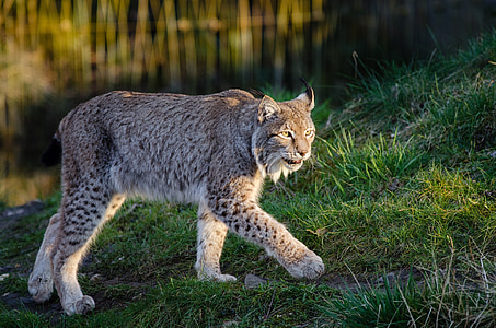 lynx, bobcat, wildlife, predator, nature, outdoors, wild