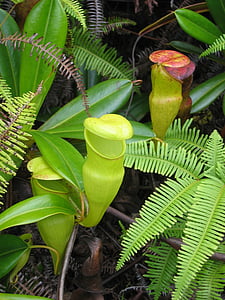pitcher plant, carnivorous, carnivore, flower, plant, nature, flora