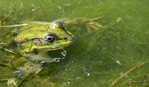 frog, pond, green