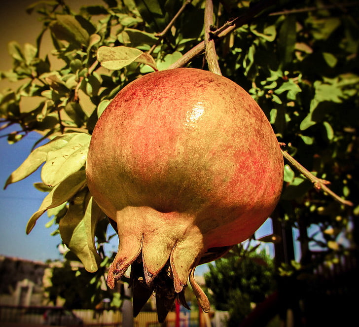 pomegranate, fruit, food, healthy, organic, garden, cyprus