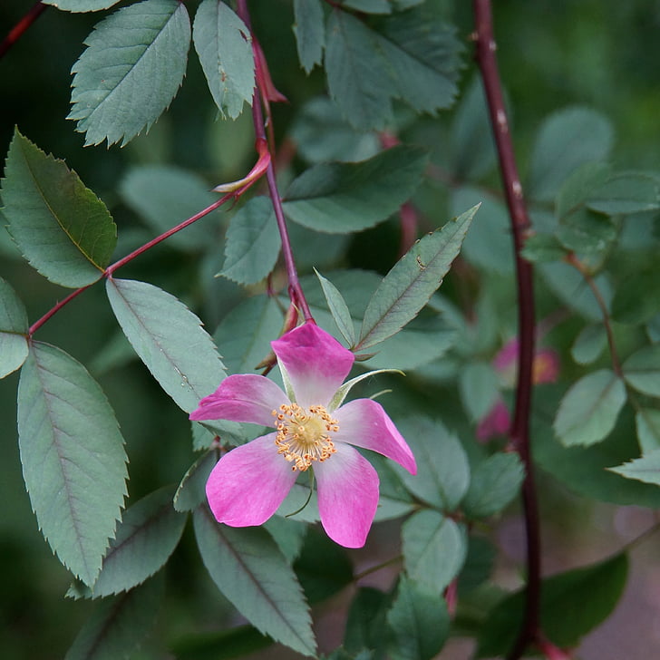 Rosa glauca, röd blomma, anbud, trädgårds-växt, prydnadsväxter