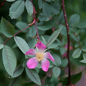 Rosa glauca, rød blomst, bud, haveplante, prydplanter