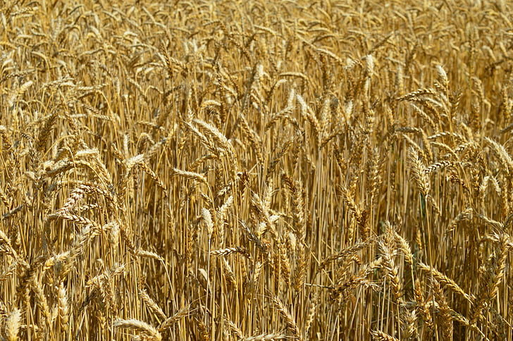 gandum, telinga dari jagung, bidang, pertanian, pertanian, kuning