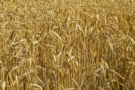trigo, espigas de milho, campo, agricultura, agricultura, amarelo
