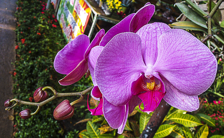 Orchid, lill, õis, Bloom