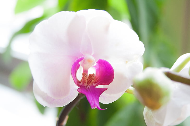 flower, plant, orchid, green, purple, white, blossom