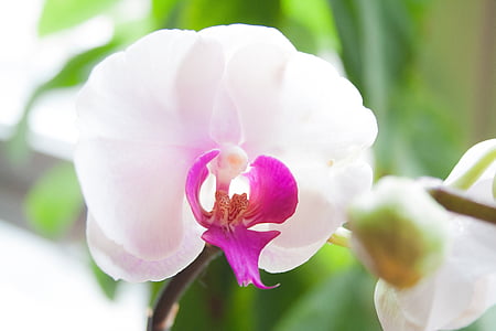 цветок, завод, Орхидея, Грин, фиолетовый, Белый, Блоссом