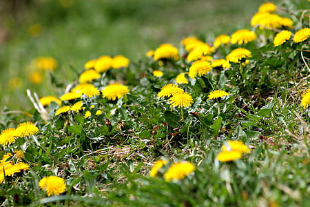 поле, Луговой цветок, Одуванчик, Дикий цветок, Природа, Уайлдфлауэр, Луг