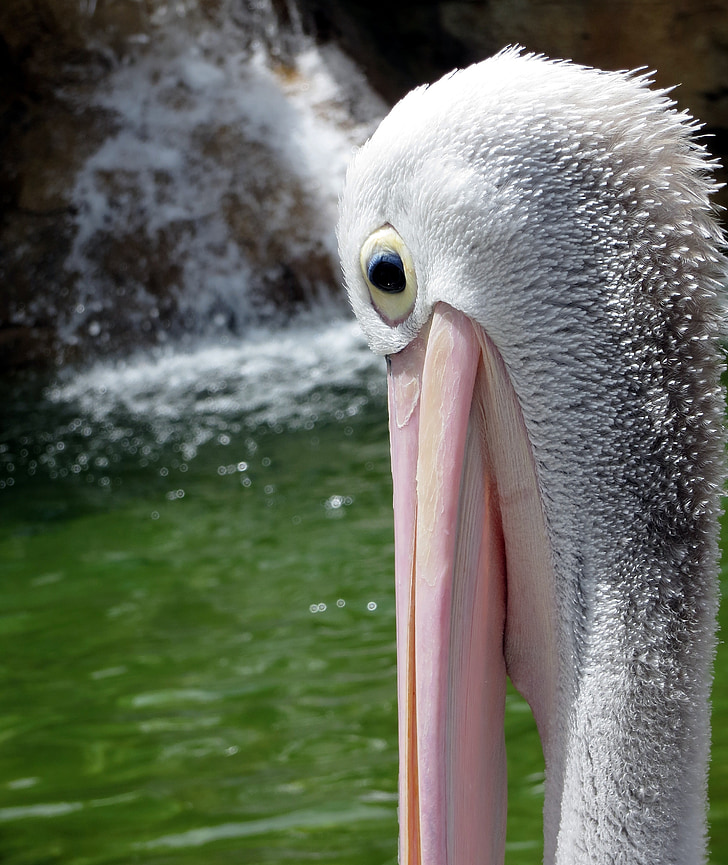 Pelican, fågel, ansikte, näbb, naturen, sommar, vatten