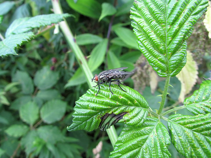 Fly, hmyz, zvířata, Příroda
